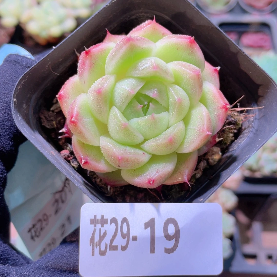 花利美29-19麦秆单头