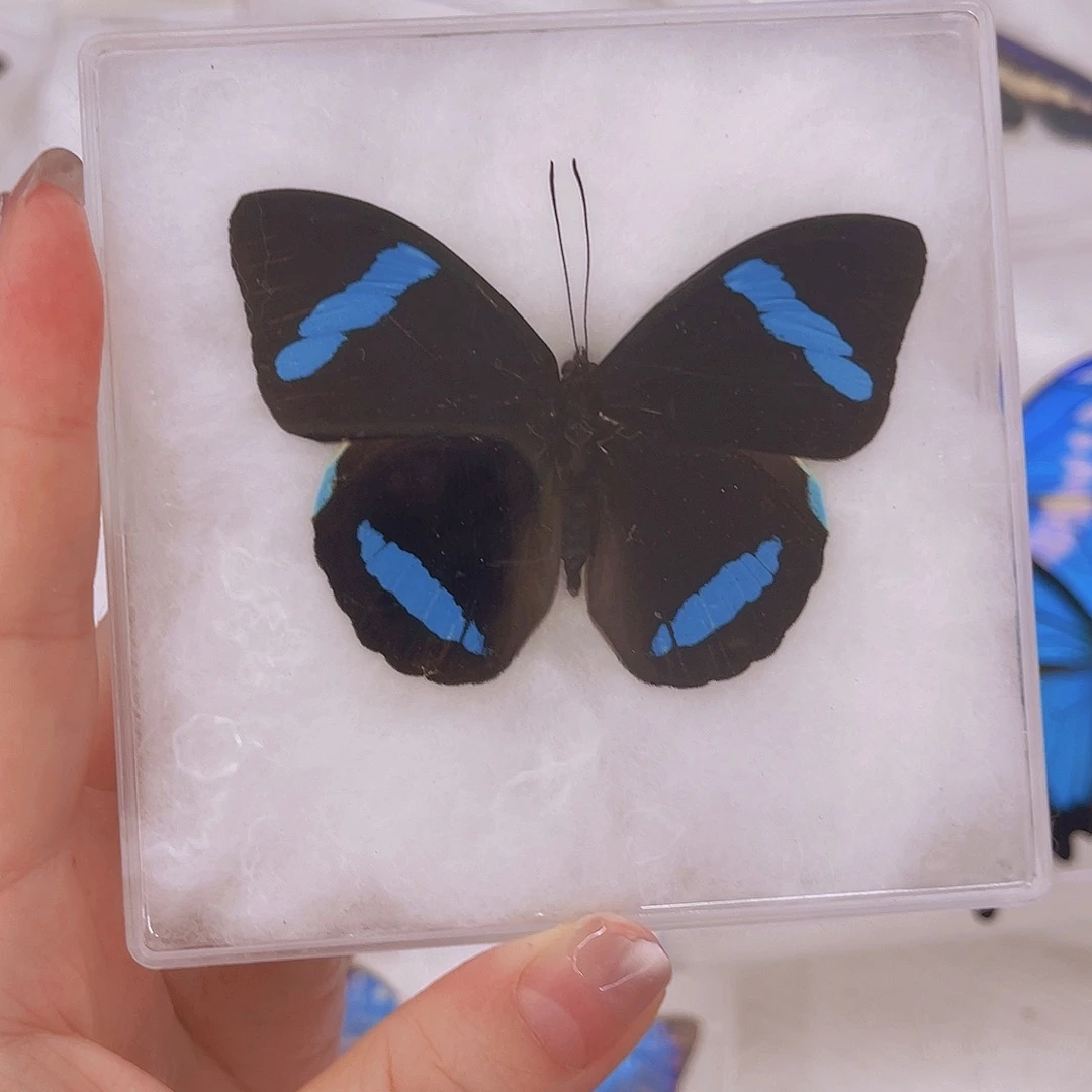 I***s1号蓝带鸭蛱蝶压棉