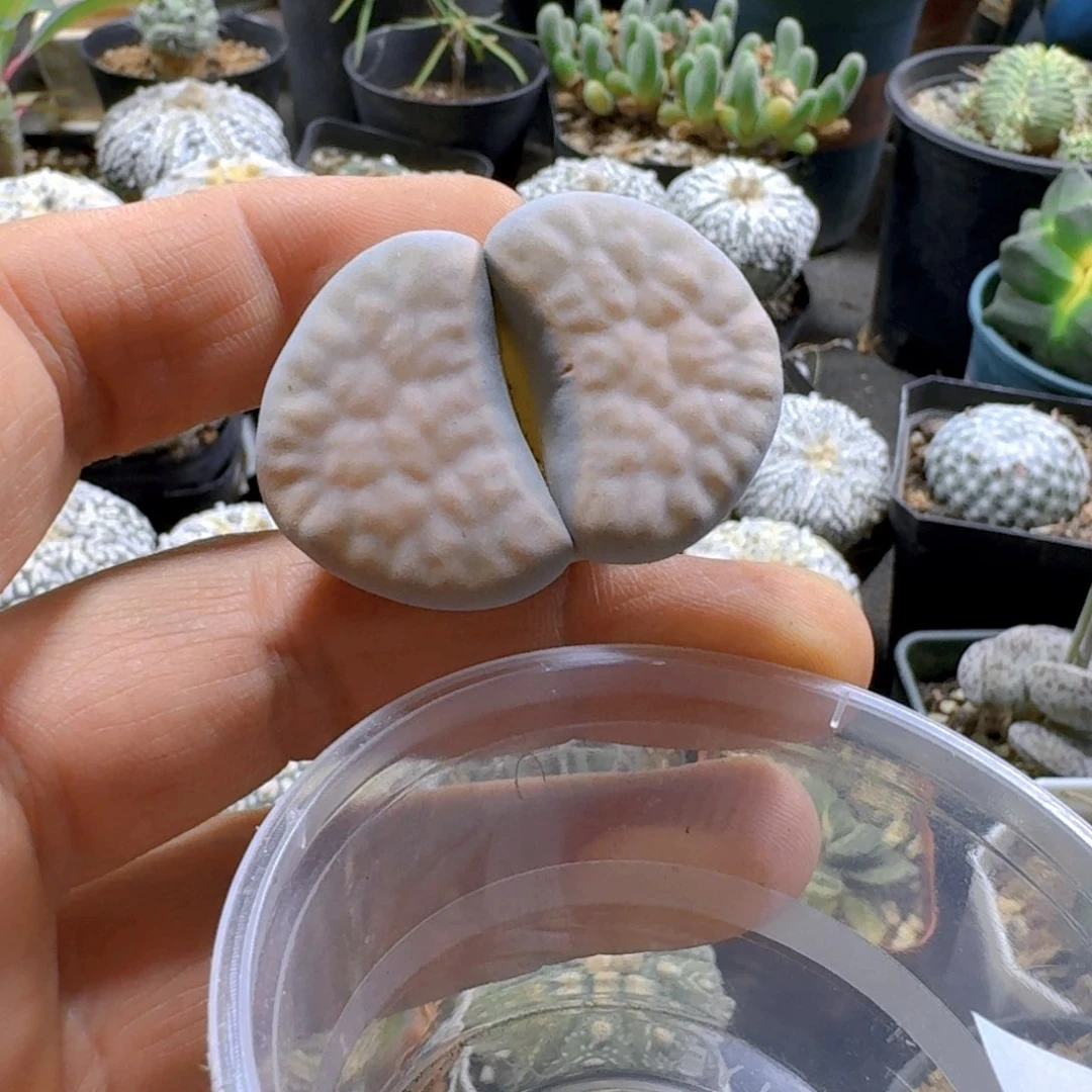 N***i333美薰玉脱土发货