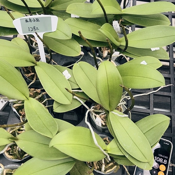 不开花植物金车小丑2.8