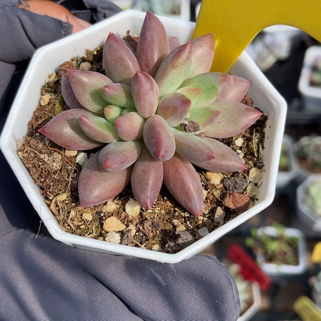 960虞美人多肉植物