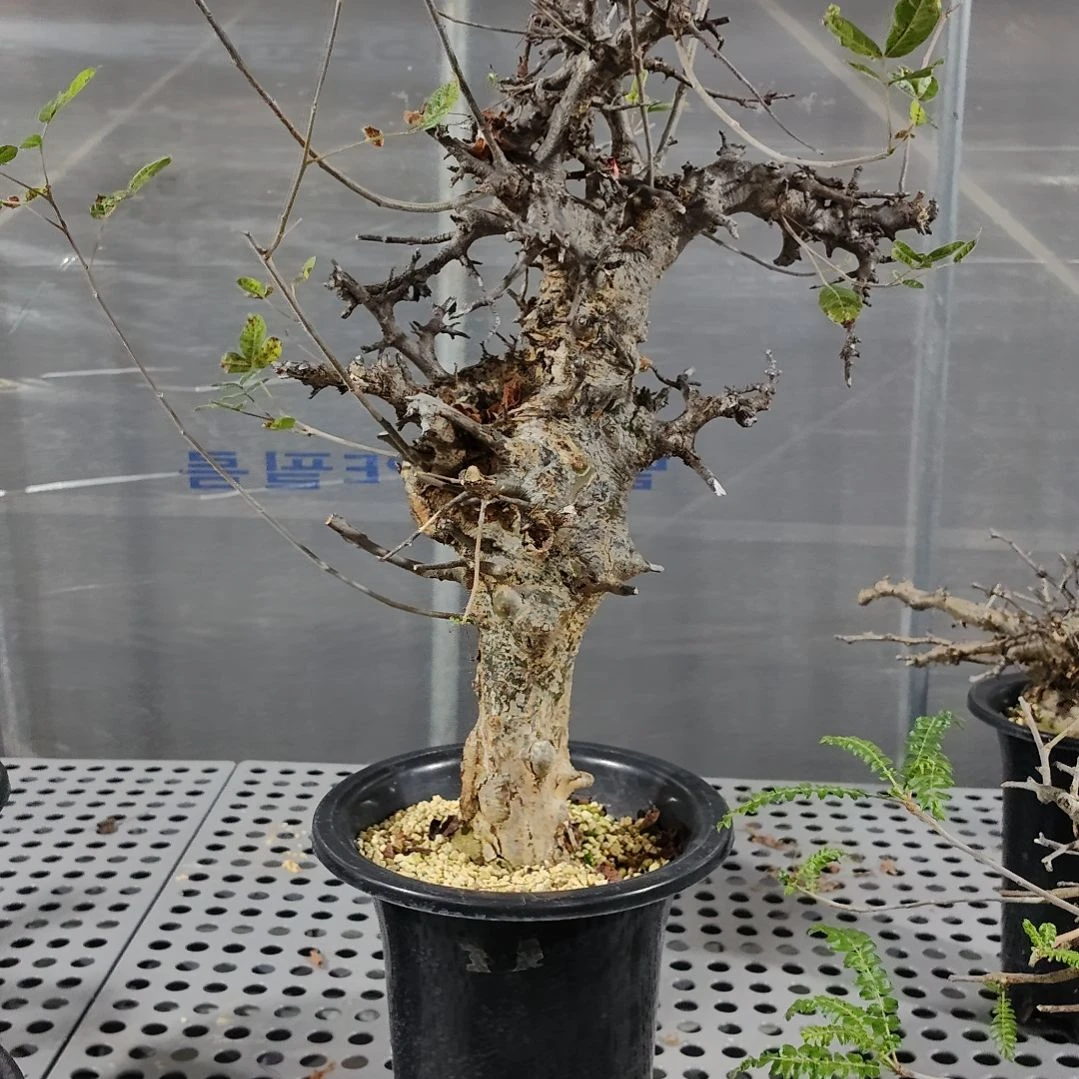 产地扭矩橄榄熟桩可寄养