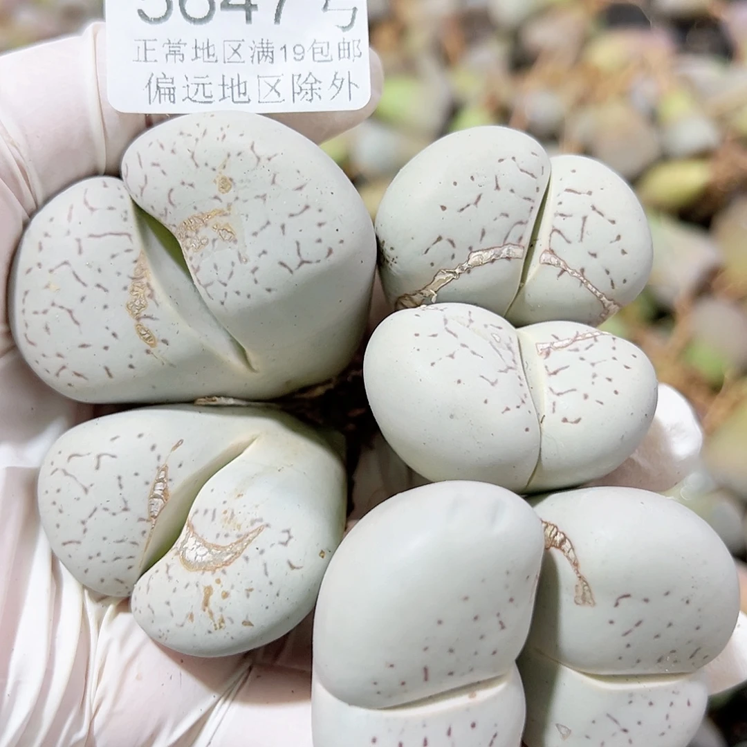 5647五年超额大白双头三个有老疤特价