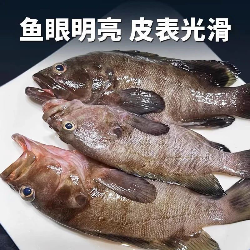 【到手十条】新鲜速冻石斑鱼深海捕捞肉厚刺少无杂刺清蒸红烧皆宜z