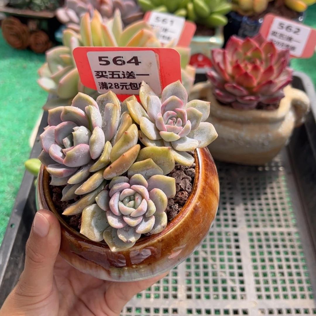 表妹精品多肉植物564.
