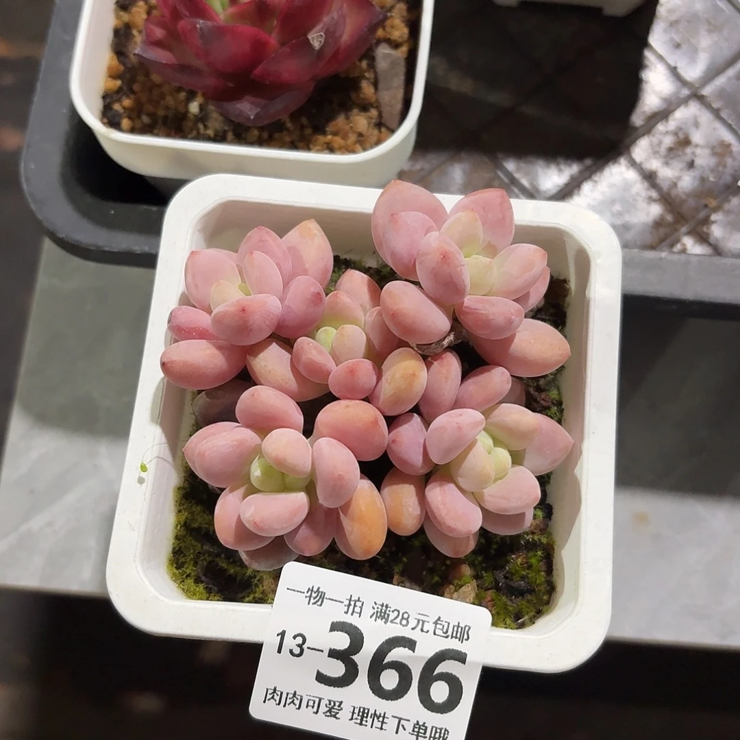 红洛神无盆土发货无盆