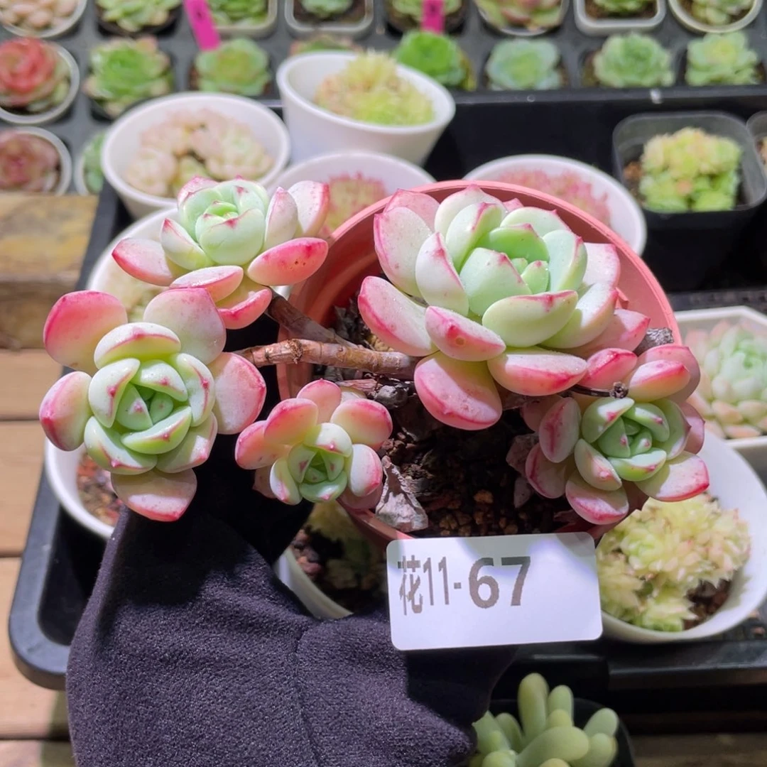 花利美11-67香草群