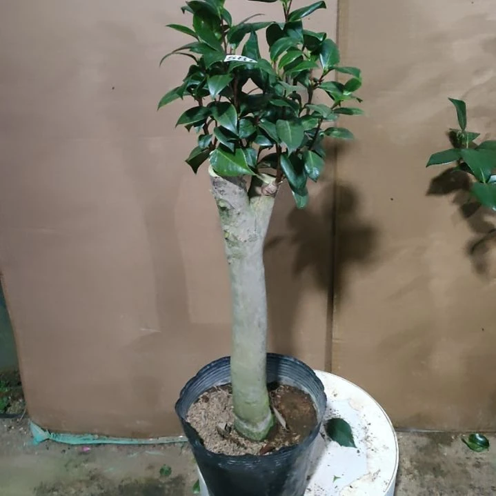 585四品，原盆原土发货，不包邮