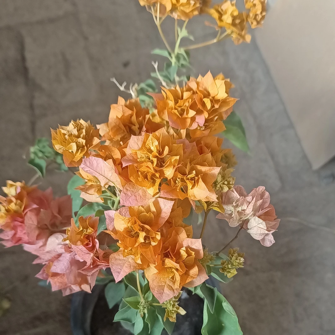 三角梅盆包邮到家