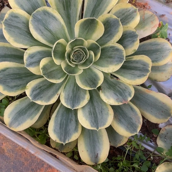 13香炉盘超白锦锦锦