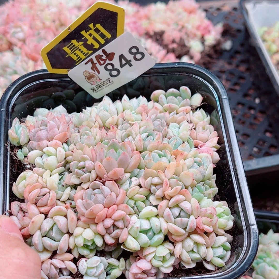 多肉植物多肉植物