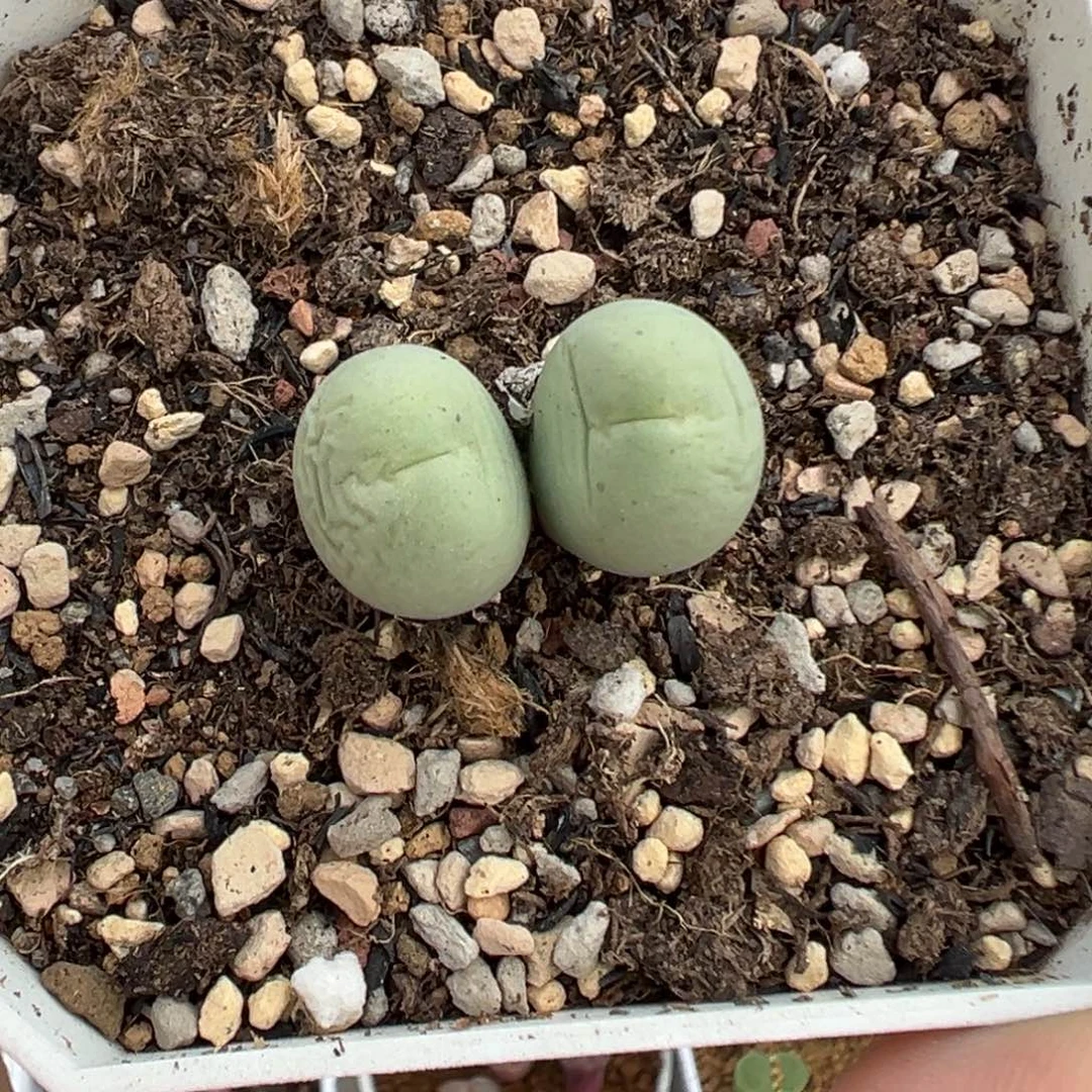 007双头鸽子蛋带盆土发货