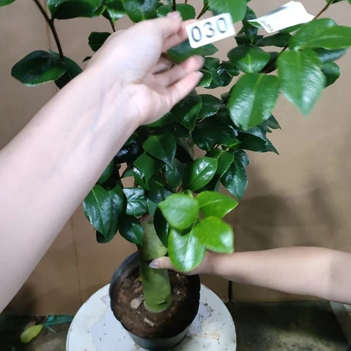 30蛇皮幻彩，原盆原土发货，不包邮