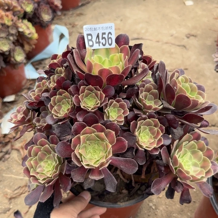 花娜……多肉植物……