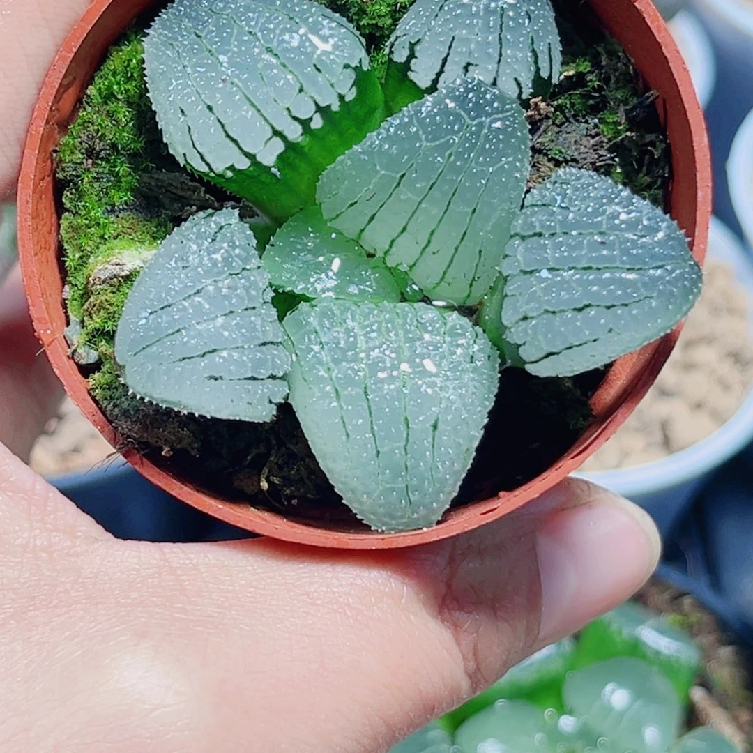 天空之镜多肉植物66665