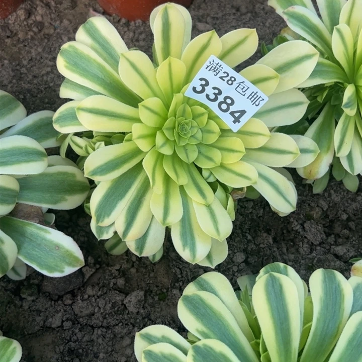 3384南金丝多肉植物