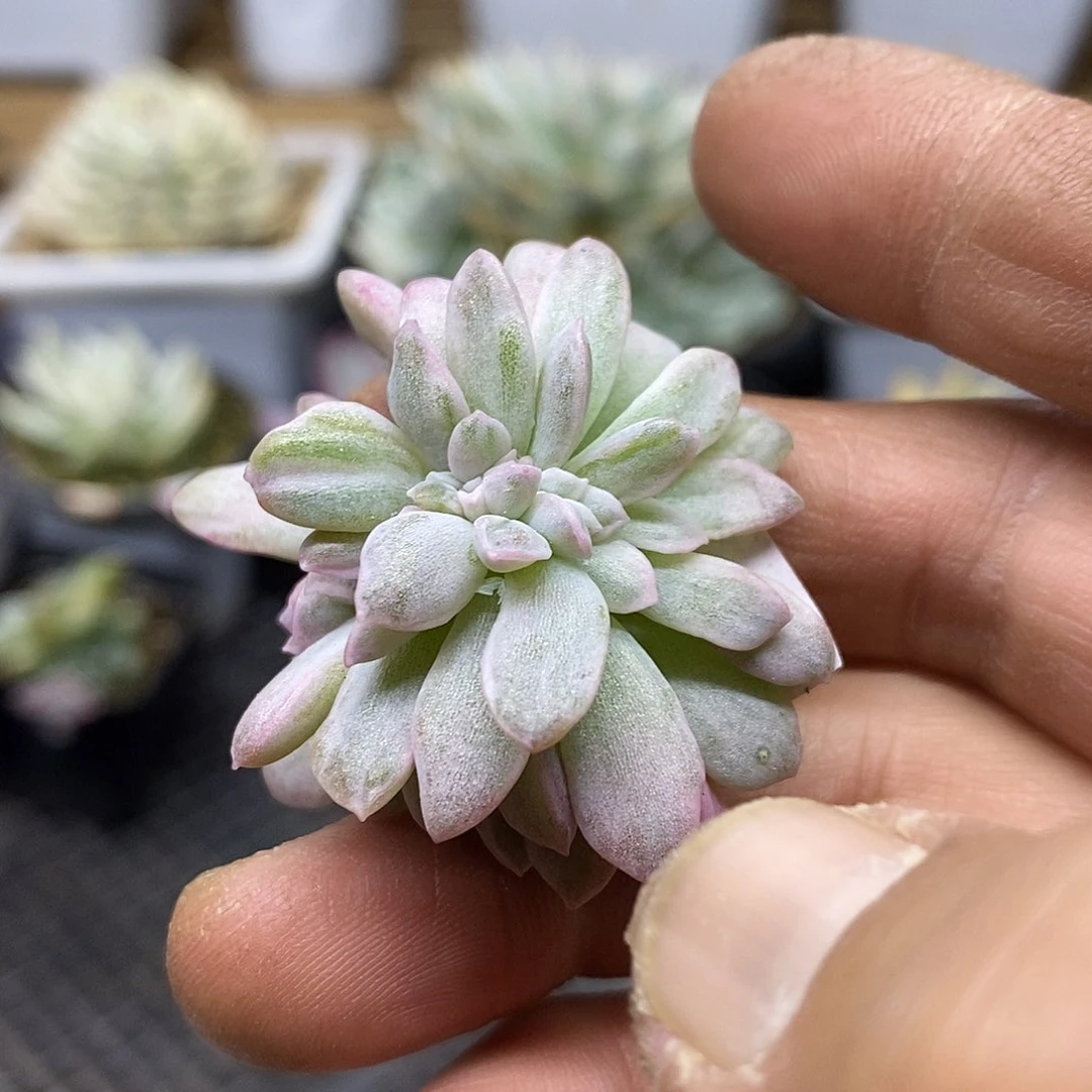 2409 哈里沃森锦缀化头盖