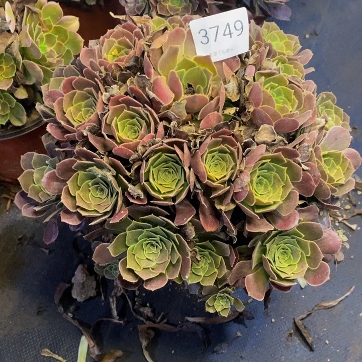 荷兰玫瑰多肉断头不包3749