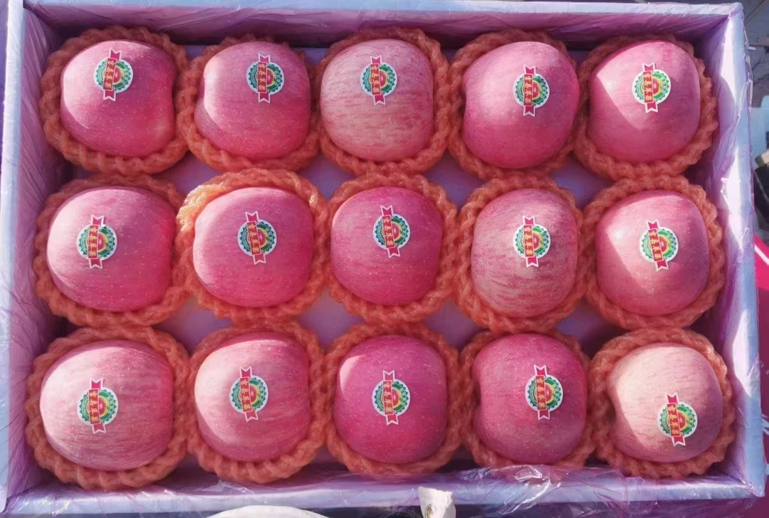 吉县苹果黄土山坡的馈赠