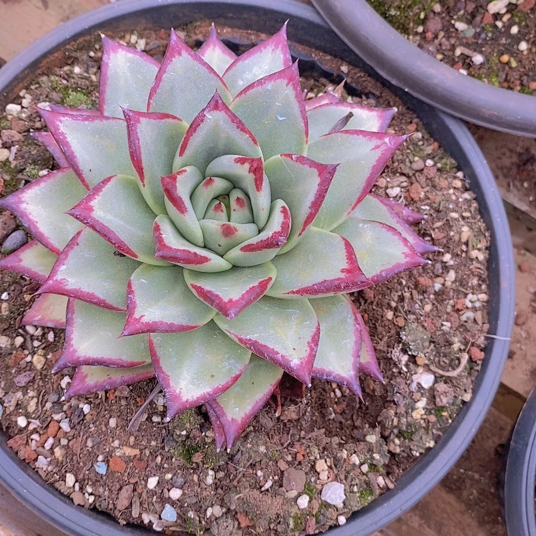 多肉植物乌木乌木