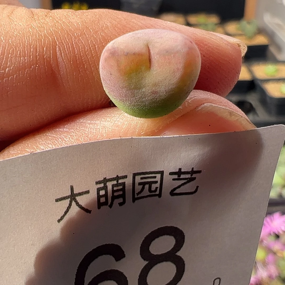 一物一拍。        68