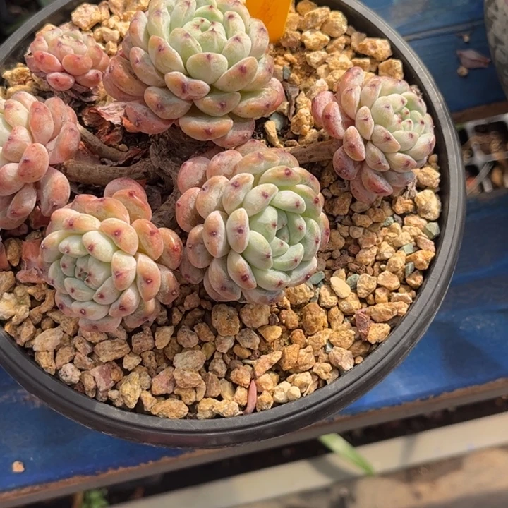 天***使769多肉5870800:886