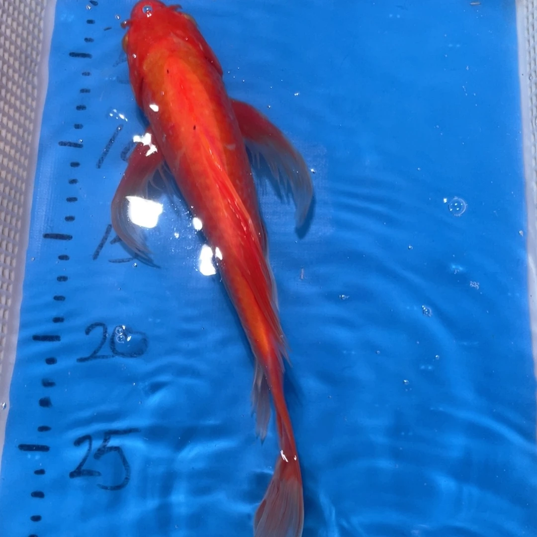 锦鲤锦鲤包邮包售后