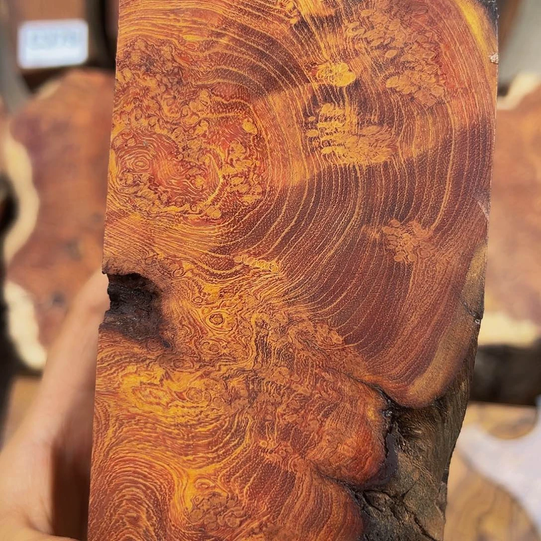 香榧木随****安小叶羊蹄甲留疤料子