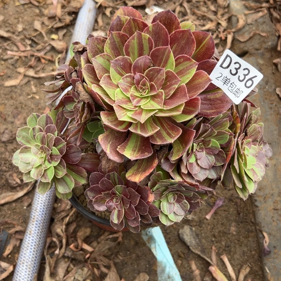 336多肉  花月夜不包断头