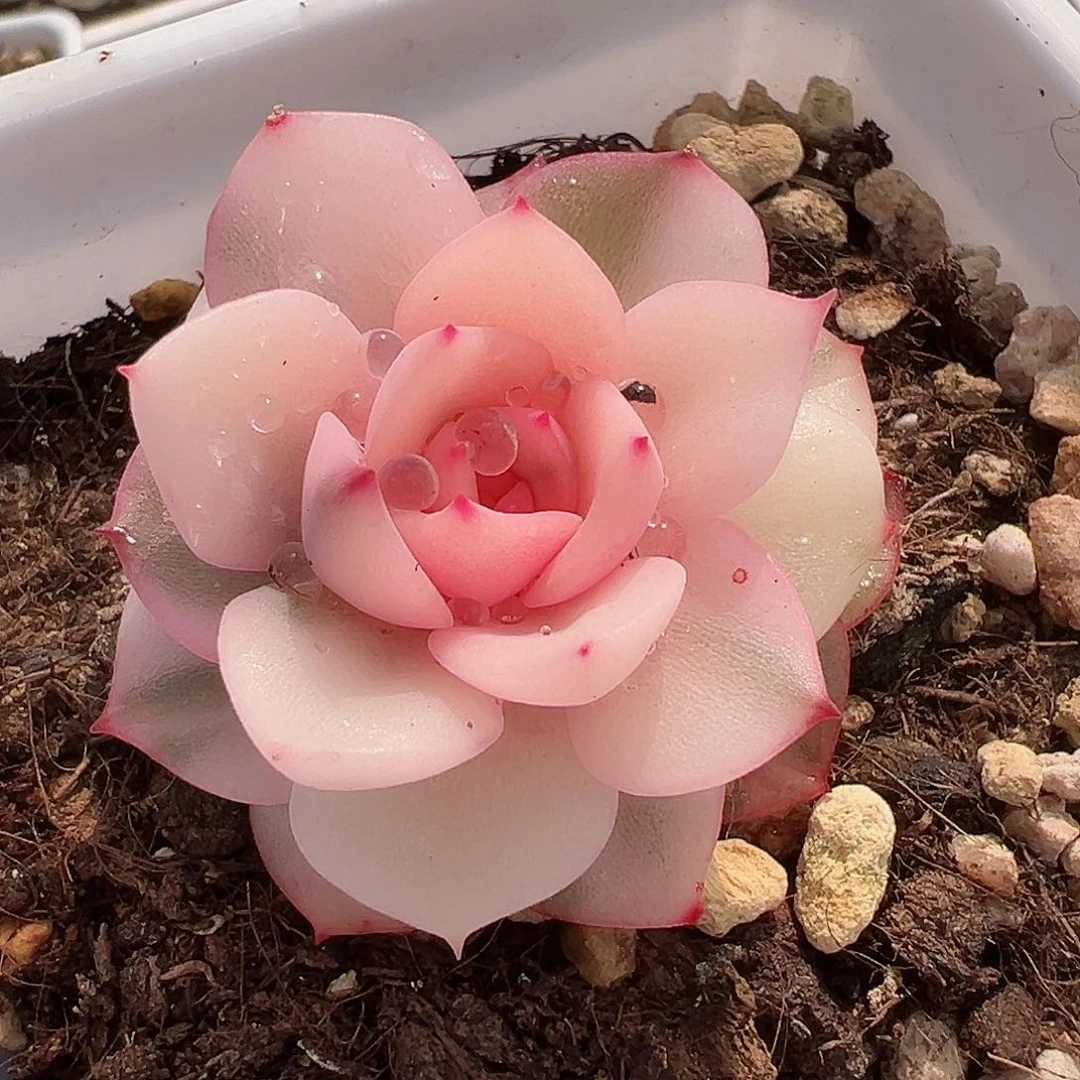 斯特拉锦，多肉植物