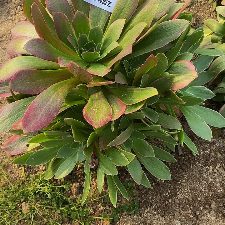 小****）多肉妖月497多肉