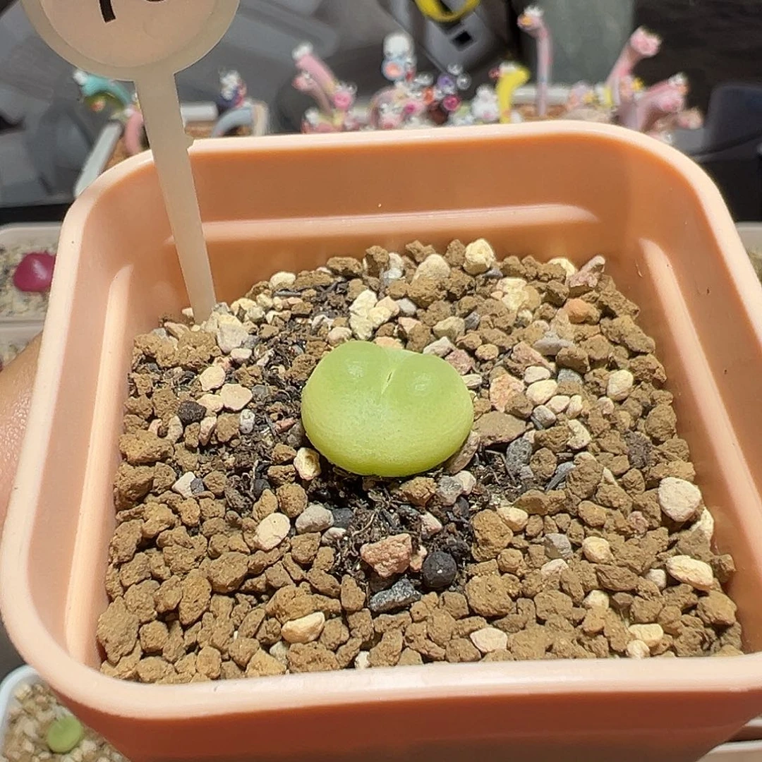 78号拉登尺寸1.5