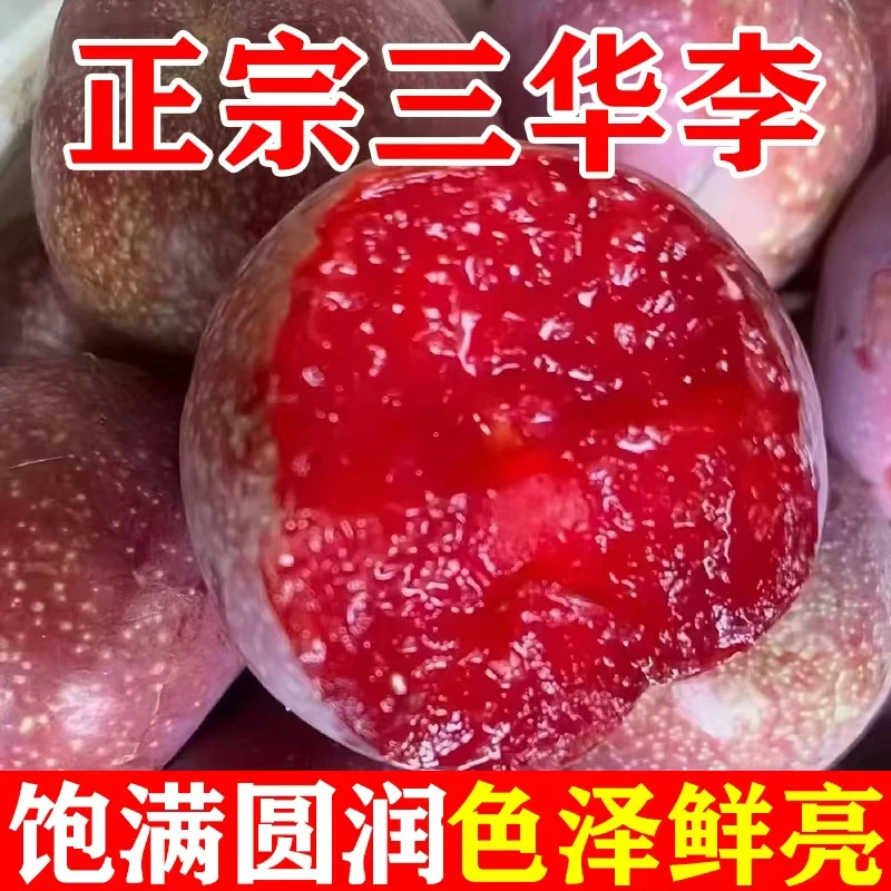 正宗三华李当季新鲜水果李子孕妇红心李新鲜采摘