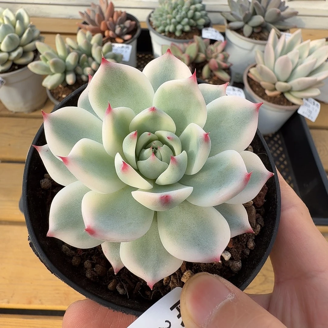 吉娃娃锦111125-197