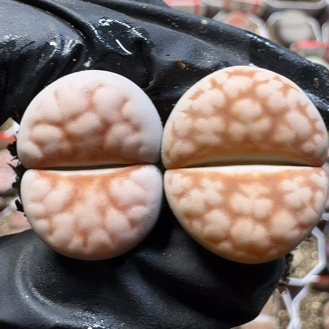 生石花111111。  222