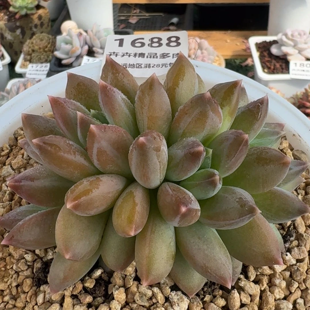 1688一物一拍（满28包邮）