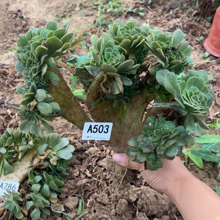 绿缀多肉植物503.