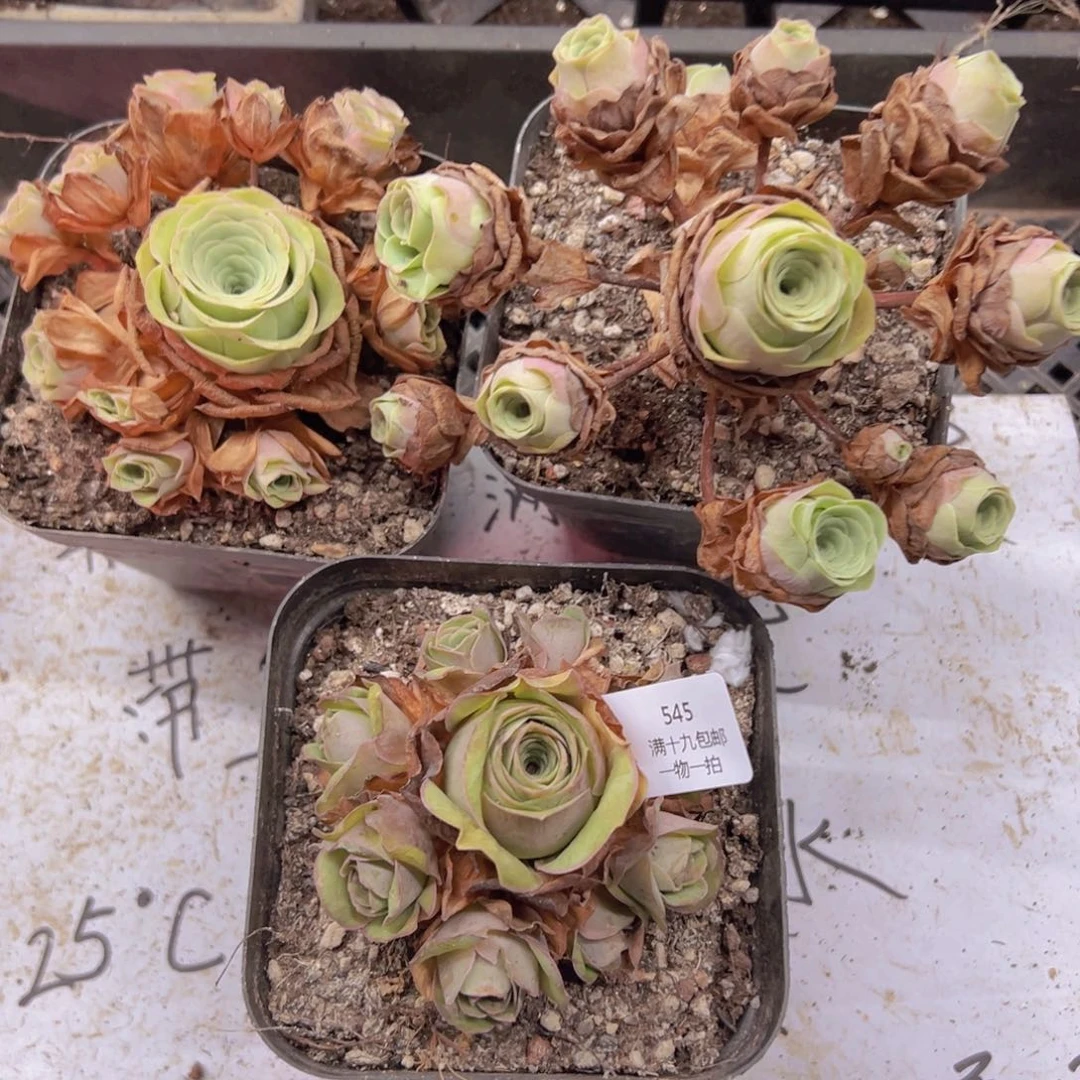 545 侧牙掉了不包损无售后