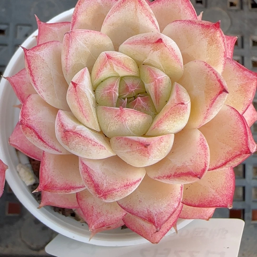 花语逸境0222-97