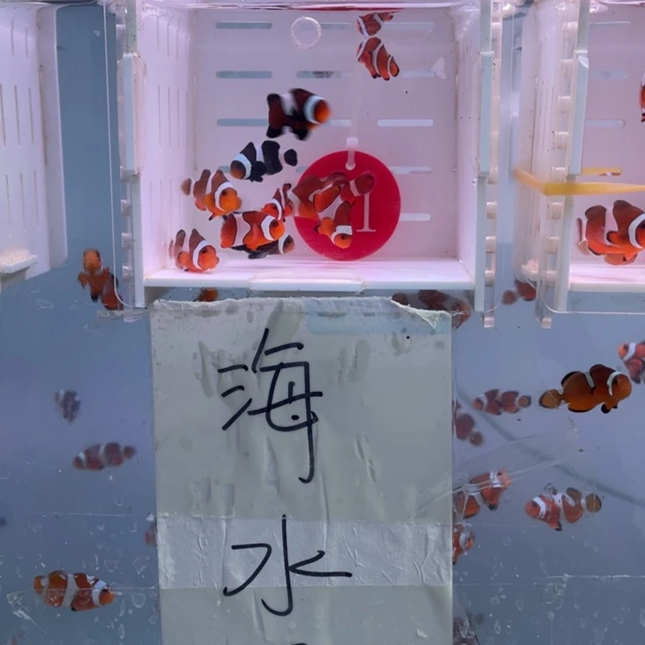 海水鱼瑕疵混搭10条2.5-3