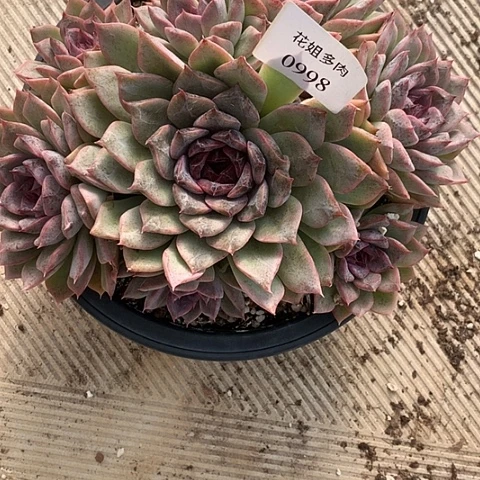 秋***歌0998一颗88888888885