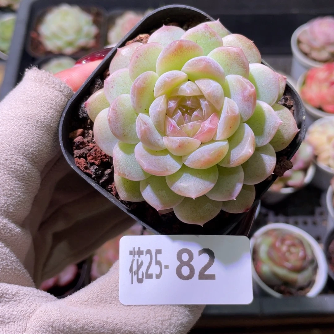 花利美25-82新品单头