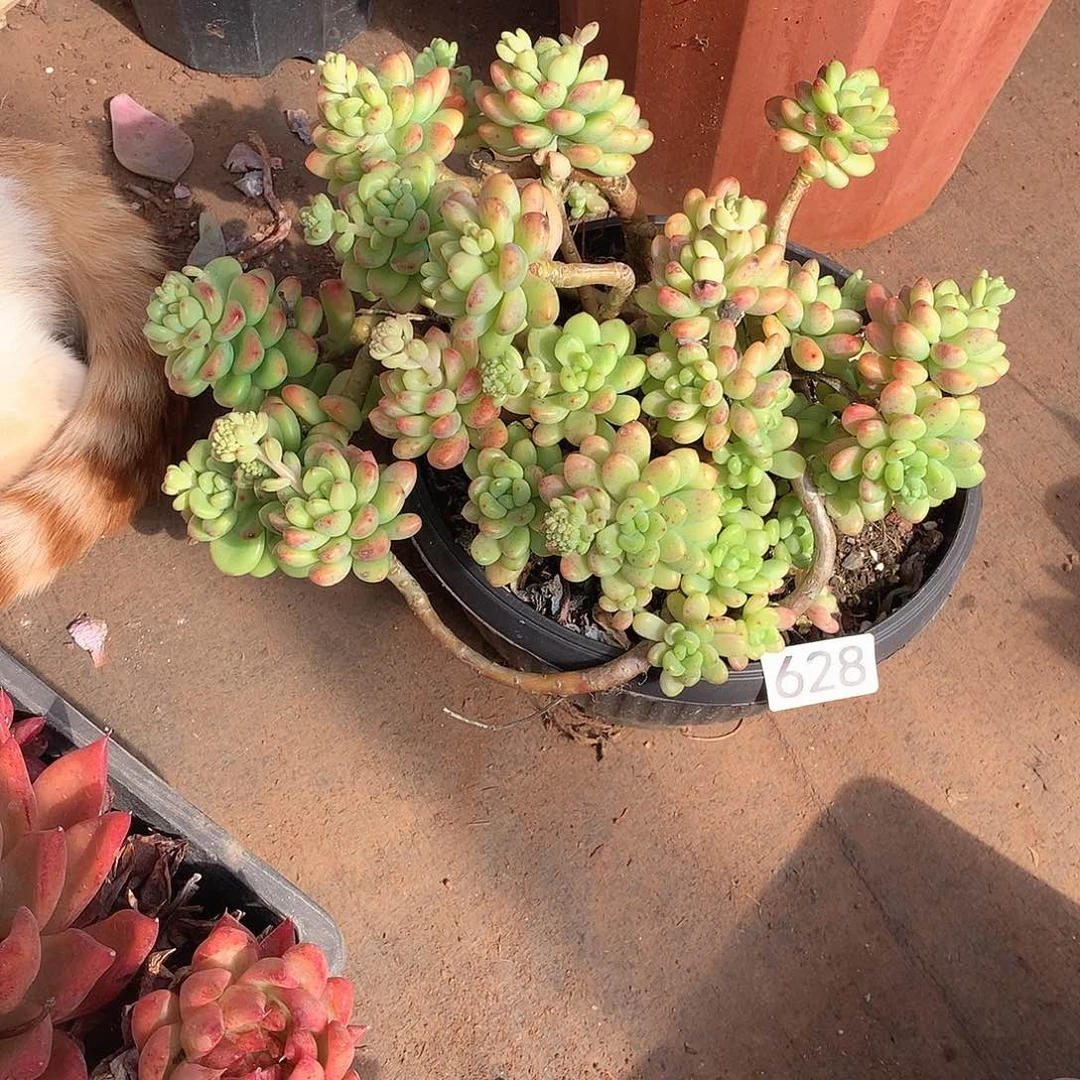 628 一物一拍多肉