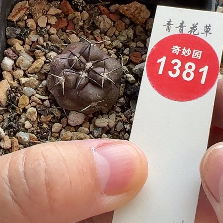 实生紫肌龙爪球2.5cm一棵仙人球
