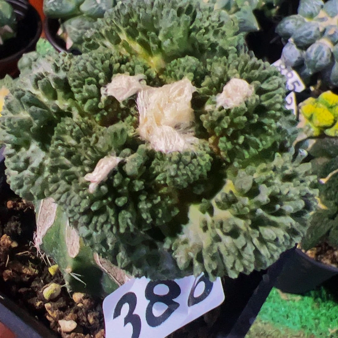 无花朵福利炸尤哥斯拉牡丹386