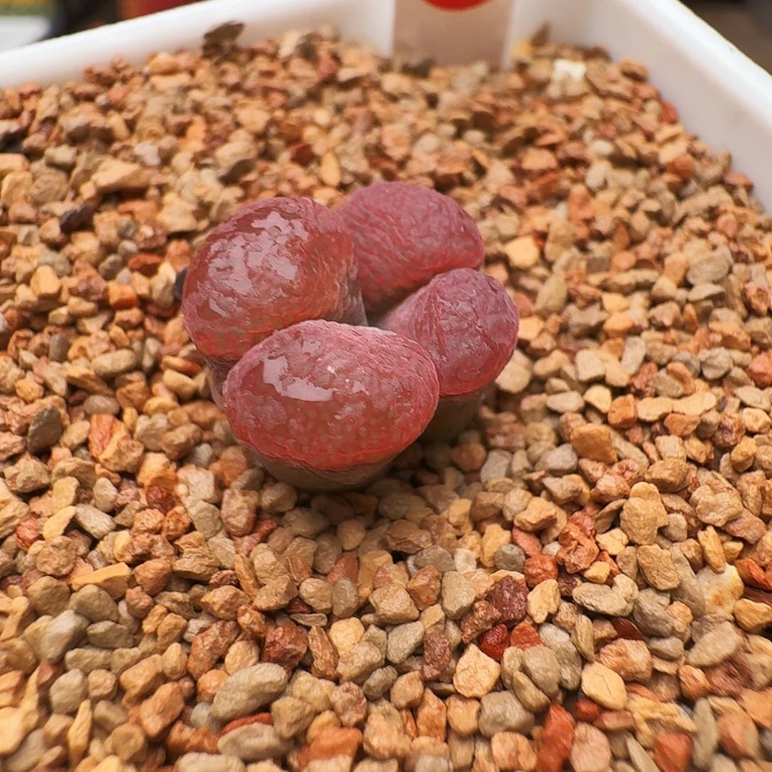 爱***糕多肉植物福利风铃442