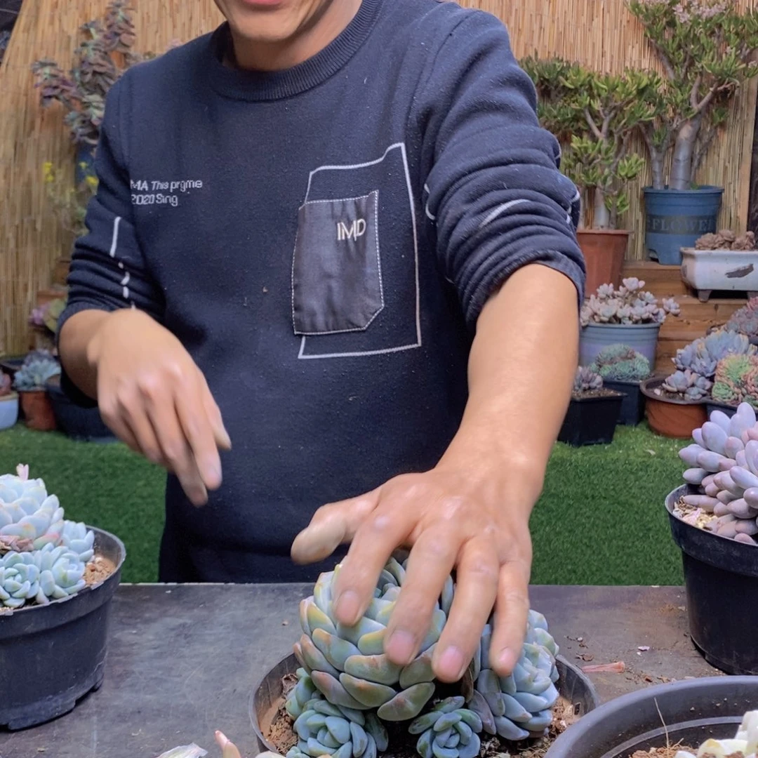 飞A129号冰玉手捧