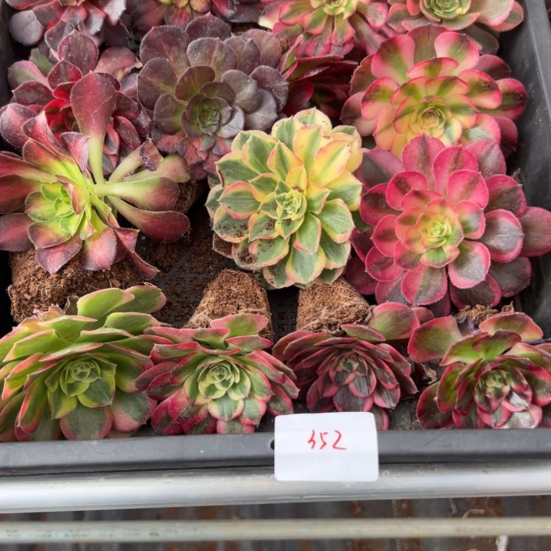 352筐多肉多肉多肉多肉