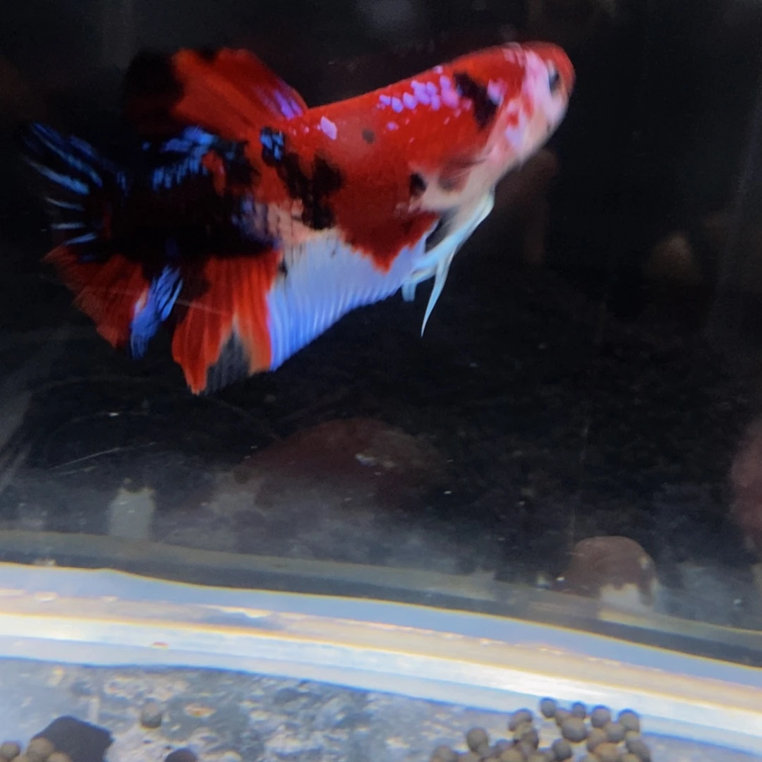 热带鱼公502巨斗