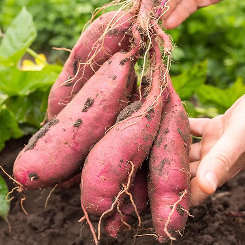 河南糖心西瓜红薯（袋）约450g